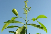 <strong>Rutaceae - Vepris lanceolata - (Lam.) G. Don</strong><br />© Sarrailh Jean-Michel / CIRAD