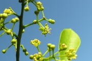 <strong>Rutaceae - Vepris lanceolata - (Lam.) G. Don</strong><br />© Sarrailh Jean-Michel / CIRAD