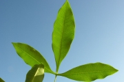 <strong>Rutaceae - Vepris lanceolata - (Lam.) G. Don</strong><br />© Sarrailh Jean-Michel / CIRAD