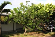 <strong>Rutaceae - Vepris lanceolata - (Lam.) G. Don</strong><br />© Sarrailh Jean-Michel / CIRAD