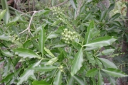 <strong>Rutaceae - Vepris lanceolata - (Lam.) G. Don</strong><br />© Sarrailh Jean-Michel / CIRAD