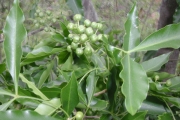 <strong>Rutaceae - Vepris lanceolata - (Lam.) G. Don</strong><br />© Sarrailh Jean-Michel / CIRAD