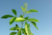 <strong>Rutaceae - Vepris lanceolata - (Lam.) G. Don</strong><br />© Sarrailh Jean-Michel / CIRAD