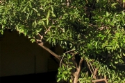 <strong>Rutaceae - Vepris lanceolata - (Lam.) G. Don</strong><br />© Sarrailh Jean-Michel / CIRAD