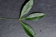 <strong>Rutaceae - Vepris lanceolata - (Lam.) G. Don</strong><br />© Sarrailh Jean-Michel / CIRAD