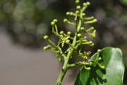 <strong>Rutaceae - Vepris lanceolata - (Lam.) G. Don</strong><br />© Sarrailh Jean-Michel / CIRAD