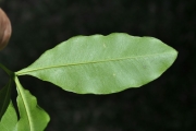 <strong>Rutaceae - Vepris lanceolata - (Lam.) G. Don</strong><br />© Sarrailh Jean-Michel / CIRAD