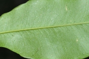 <strong>Rutaceae - Vepris lanceolata - (Lam.) G. Don</strong><br />© Sarrailh Jean-Michel / CIRAD