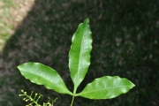 <strong>Rutaceae - Vepris lanceolata - (Lam.) G. Don</strong><br />© Sarrailh Jean-Michel / CIRAD