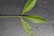 <strong>Rutaceae - Vepris lanceolata - (Lam.) G. Don</strong><br />© Sarrailh Jean-Michel / CIRAD