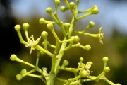 <strong>Rutaceae - Vepris lanceolata - (Lam.) G. Don</strong><br />© Sarrailh Jean-Michel / CIRAD