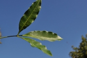 <strong>Rutaceae - Vepris lanceolata - (Lam.) G. Don</strong><br />© Sarrailh Jean-Michel / CIRAD