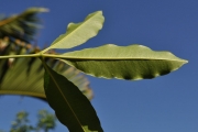 <strong>Rutaceae - Vepris lanceolata - (Lam.) G. Don</strong><br />© Sarrailh Jean-Michel / CIRAD