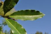 <strong>Rutaceae - Vepris lanceolata - (Lam.) G. Don</strong><br />© Sarrailh Jean-Michel / CIRAD