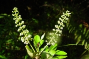 <strong>Cunoniaceae - Weinmannia mauritiana - D.Don</strong><br />© Sarrailh Jean-Michel / CIRAD