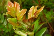 <strong>Cunoniaceae - Weinmannia mauritiana - D.Don</strong><br />© Sarrailh Jean-Michel / CIRAD