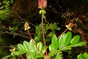 <strong>Cunoniaceae - Weinmannia mauritiana - D.Don</strong><br />© Sarrailh Jean-Michel / CIRAD