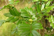 <strong>Cunoniaceae - Weinmannia mauritiana - D.Don</strong><br />© Sarrailh Jean-Michel / CIRAD