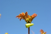 <strong>Cunoniaceae - Weinmannia mauritiana - D.Don</strong><br />© Sarrailh Jean-Michel / CIRAD