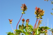 <strong>Cunoniaceae - Weinmannia mauritiana - D.Don</strong><br />© Sarrailh Jean-Michel / CIRAD