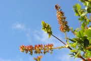 <strong>Cunoniaceae - Weinmannia mauritiana - D.Don</strong><br />© Sarrailh Jean-Michel / CIRAD