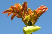 <strong>Cunoniaceae - Weinmannia mauritiana - D.Don</strong><br />© Sarrailh Jean-Michel / CIRAD