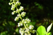 <strong>Cunoniaceae - Weinmannia mauritiana - D.Don</strong><br />© Sarrailh Jean-Michel / CIRAD