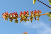 <strong>Cunoniaceae - Weinmannia mauritiana - D.Don</strong><br />© Sarrailh Jean-Michel / CIRAD