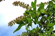 <strong>Cunoniaceae - Weinmannia mauritiana - D.Don</strong><br />© Sarrailh Jean-Michel / CIRAD