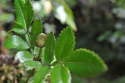 <strong>Cunoniaceae - Weinmannia mauritiana - D.Don</strong><br />© Sarrailh Jean-Michel / CIRAD