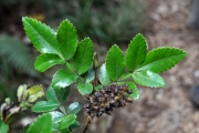 <strong>Cunoniaceae - Weinmannia mauritiana - D.Don</strong><br />© Sarrailh Jean-Michel / CIRAD