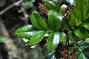 <strong>Cunoniaceae - Weinmannia mauritiana - D.Don</strong><br />© Sarrailh Jean-Michel / CIRAD