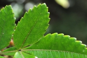 <strong>Cunoniaceae - Weinmannia mauritiana - D.Don</strong><br />© Sarrailh Jean-Michel / CIRAD