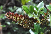 <strong>Cunoniaceae - Weinmannia mauritiana - D.Don</strong><br />© Sarrailh Jean-Michel / CIRAD