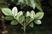 <strong>Cunoniaceae - Weinmannia mauritiana - D.Don</strong><br />© Sarrailh Jean-Michel / CIRAD
