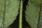 <strong>Cunoniaceae - Weinmannia mauritiana - D.Don</strong><br />© Sarrailh Jean-Michel / CIRAD