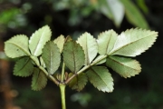 <strong>Cunoniaceae - Weinmannia mauritiana - D.Don</strong><br />© Sarrailh Jean-Michel / CIRAD