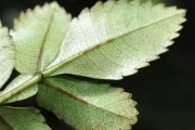 <strong>Cunoniaceae - Weinmannia mauritiana - D.Don</strong><br />© Sarrailh Jean-Michel / CIRAD