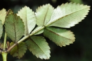 <strong>Cunoniaceae - Weinmannia mauritiana - D.Don</strong><br />© Sarrailh Jean-Michel / CIRAD