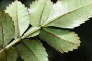 <strong>Cunoniaceae - Weinmannia mauritiana - D.Don</strong><br />© Sarrailh Jean-Michel / CIRAD