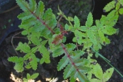 <strong>Cunoniaceae - Weinmannia tinctoria - Sm.</strong><br />© Sarrailh Jean-Michel / CIRAD