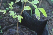 <strong>Cunoniaceae - Weinmannia tinctoria - Sm.</strong><br />© Sarrailh Jean-Michel / CIRAD
