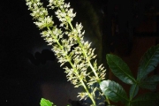 <strong>Cunoniaceae - Weinmannia tinctoria - Sm.</strong><br />© Sarrailh Jean-Michel / CIRAD