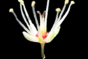 <strong>Cunoniaceae - Weinmannia tinctoria - Sm.</strong><br />© Sarrailh Jean-Michel / CIRAD
