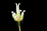 <strong>Cunoniaceae - Weinmannia tinctoria - Sm.</strong><br />© Sarrailh Jean-Michel / CIRAD