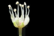<strong>Cunoniaceae - Weinmannia tinctoria - Sm.</strong><br />© Sarrailh Jean-Michel / CIRAD