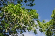 <strong>Cunoniaceae - Weinmannia tinctoria - Sm.</strong><br />© Sarrailh Jean-Michel / CIRAD
