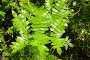 <strong>Cunoniaceae - Weinmannia tinctoria - Sm.</strong><br />© Sarrailh Jean-Michel / CIRAD