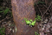 <strong>Cunoniaceae - Weinmannia tinctoria - Sm.</strong><br />© Sarrailh Jean-Michel / CIRAD