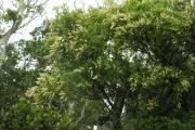 <strong>Cunoniaceae - Weinmannia tinctoria - Sm.</strong><br />© Sarrailh Jean-Michel / CIRAD